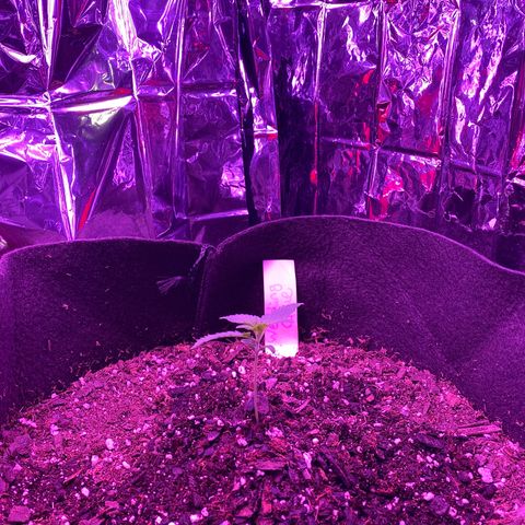 Wedding Glue Auto  growlog timeline photo
