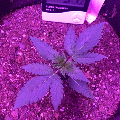 Wedding Glue Auto  growlog timeline photo