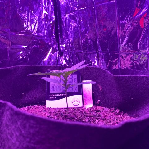 Wedding Glue Auto  growlog timeline photo