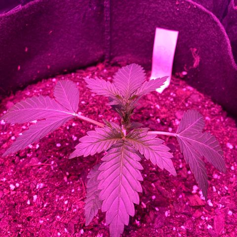 Wedding Glue Auto  growlog timeline photo