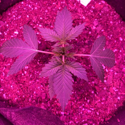 Wedding Glue Auto  growlog timeline photo