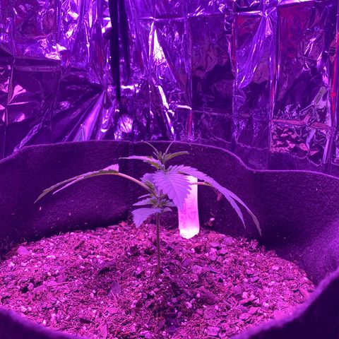 Wedding Glue Auto  growlog timeline photo