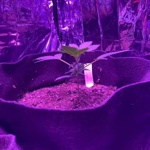 Wedding Glue Auto  growlog timeline photo