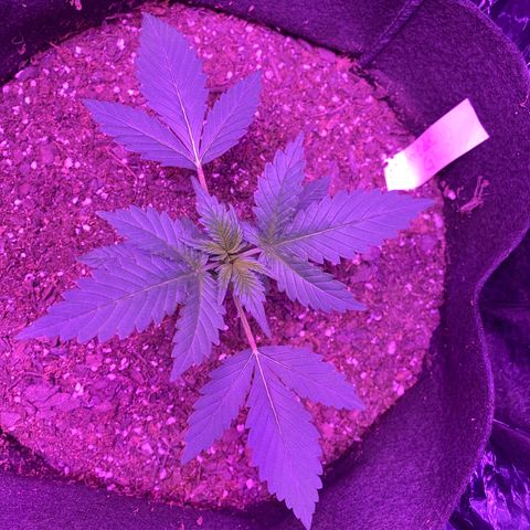 Wedding Glue Auto  growlog timeline photo