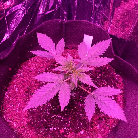 Wedding Glue Auto  growlog timeline photo