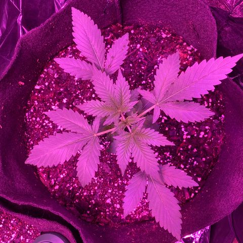 Wedding Glue Auto  growlog photo: First day water with Recharge 
