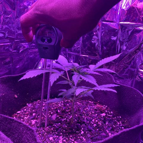 Wedding Glue Auto  growlog photo: First day water with Recharge 