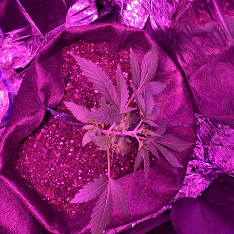 Wedding Glue Auto  growlog timeline photo