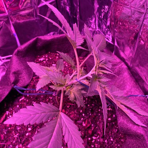 Wedding Glue Auto  growlog timeline photo