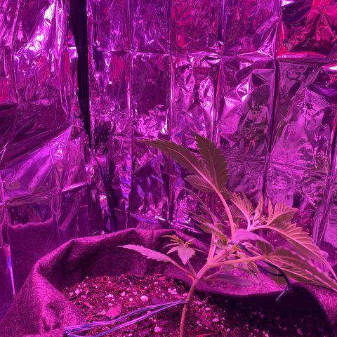 Wedding Glue Auto  growlog timeline photo