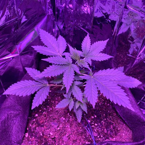 Wedding Glue Auto  growlog photo: Training is going good so far 