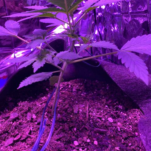 Wedding Glue Auto  growlog photo: Training is going good so far 