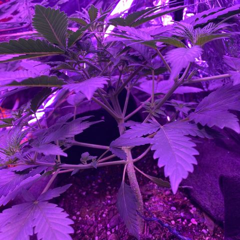 Wedding Glue Auto  growlog timeline photo