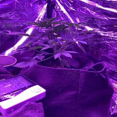 Wedding Glue Auto  growlog timeline photo