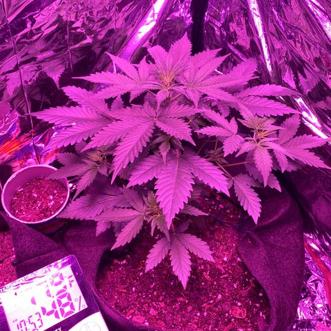 Wedding Glue Auto  growlog timeline photo