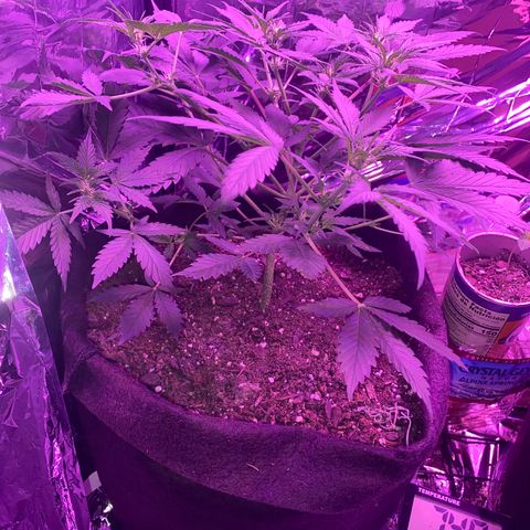 Wedding Glue Auto  growlog timeline photo