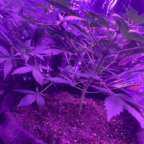 Wedding Glue Auto  growlog timeline photo