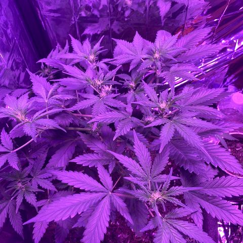 Wedding Glue Auto  growlog timeline photo