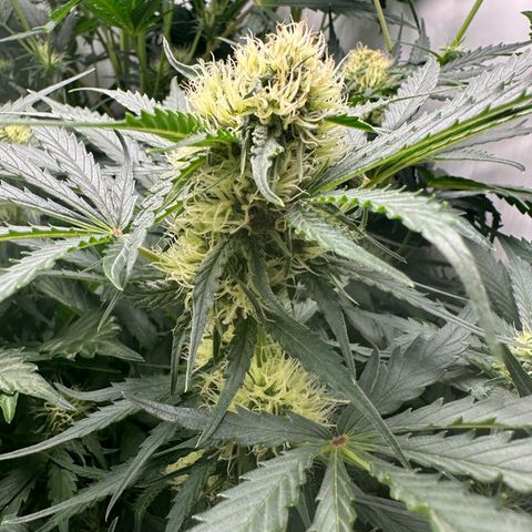 Foto de la cronología del growlog de Guava x Gelato #41