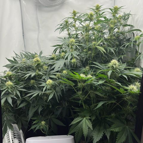 Foto de la cronología del growlog de Guava x Gelato #41