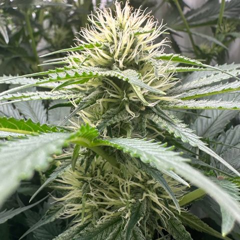 Foto de la cronología del growlog de Guava x Gelato #41
