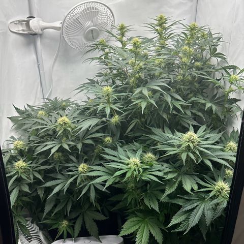 Foto de la cronología del growlog de Guava x Gelato #41