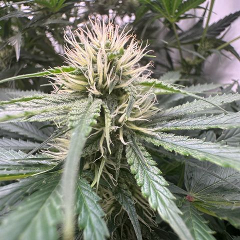Foto de la cronología del growlog de Guava x Gelato #41