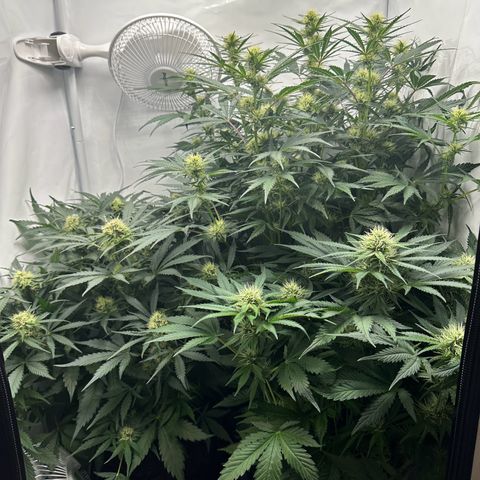 Foto de la cronología del growlog de Guava x Gelato #41