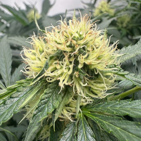 Foto de la cronología del growlog de Guava x Gelato #41
