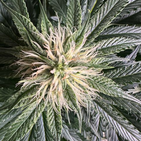 Foto de la cronología del growlog de Guava x Gelato #41