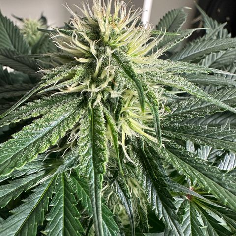 Foto de la cronología del growlog de Guava x Gelato #41