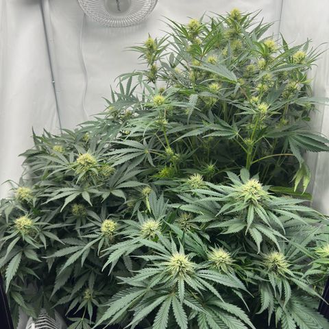 Foto de la cronología del growlog de Guava x Gelato #41