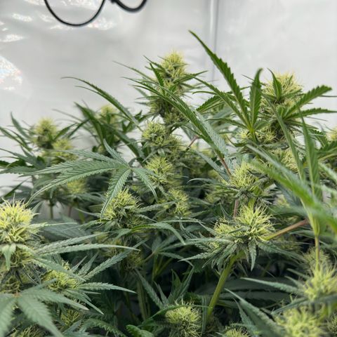Foto de la cronología del growlog de Guava x Gelato #41