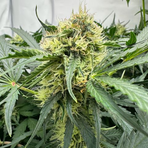 Foto de la cronología del growlog de Guava x Gelato #41