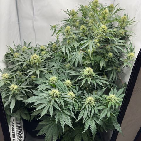 Foto de la cronología del growlog de Guava x Gelato #41