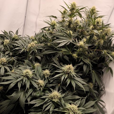 Foto de la cronología del growlog de Guava x Gelato #41