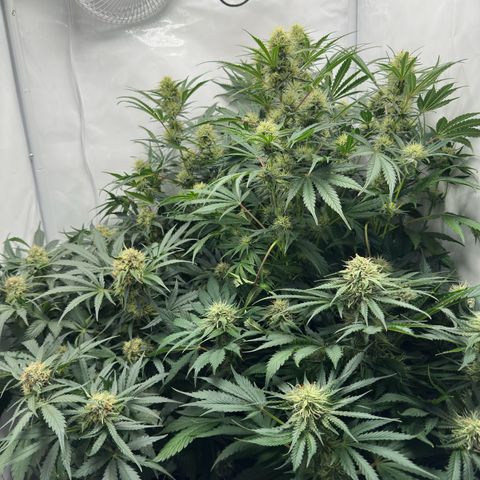 Foto de la cronología del growlog de Guava x Gelato #41