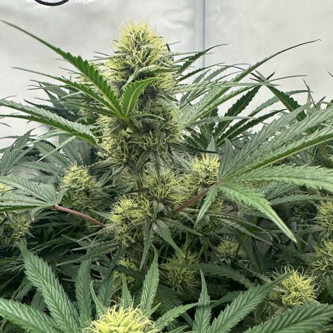 Foto de la cronología del growlog de Guava x Gelato #41