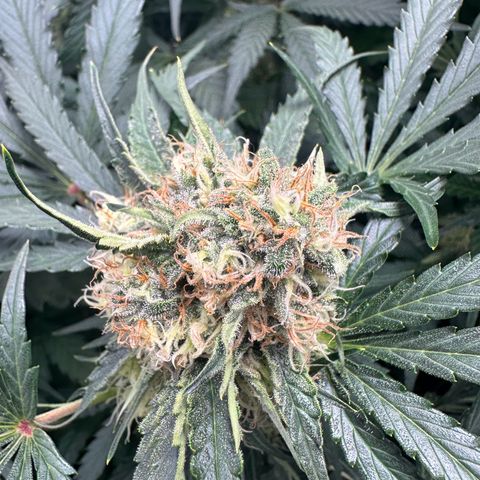 Foto de la cronología del growlog de Guava x Gelato #41