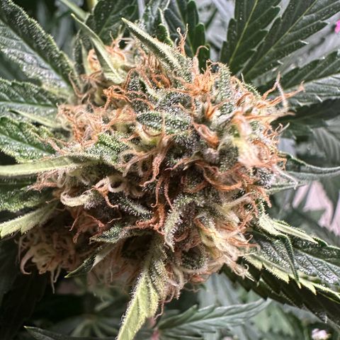Foto de la cronología del growlog de Guava x Gelato #41