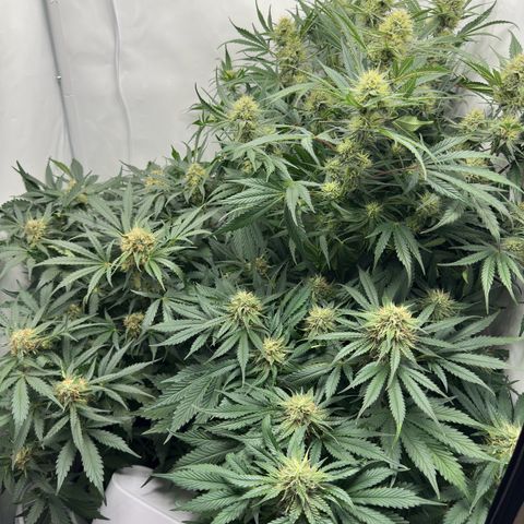 Foto de la cronología del growlog de Guava x Gelato #41