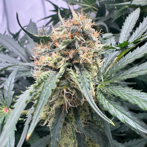 Foto de la cronología del growlog de Guava x Gelato #41