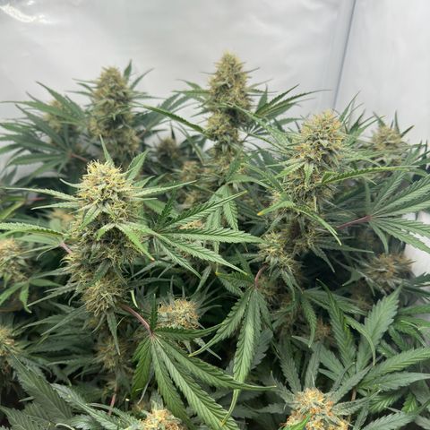 Foto de la cronología del growlog de Guava x Gelato #41