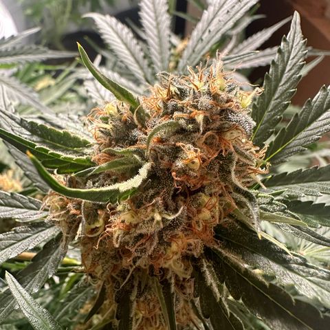 Foto de la cronología del growlog de Guava x Gelato #41