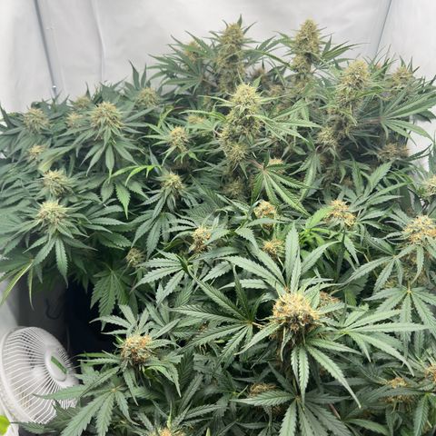 Foto de la cronología del growlog de Guava x Gelato #41