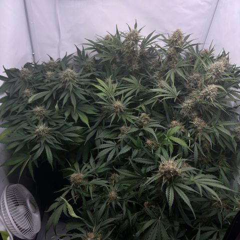 Foto de la cronología del growlog de Guava x Gelato #41