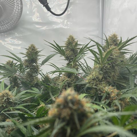 Foto de la cronología del growlog de Guava x Gelato #41