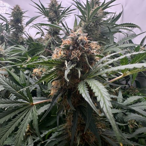 Foto de la cronología del growlog de Guava x Gelato #41