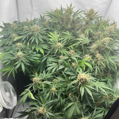 Foto de la cronología del growlog de Guava x Gelato #41