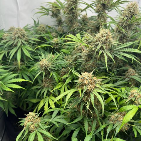 Foto de la cronología del growlog de Guava x Gelato #41